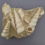 Turitella terebralis - Gefossiliseerde schelp - gastropods -