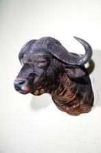 Buffle du Cap géant Support mural pour taxidermie - Syncerus, Collections