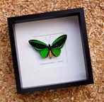 Priams Birdwing, aka Common Green Birdwing - male