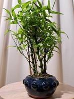 Boeddhas buik bamboe (Bambusa ventricosa) bonsai - Hoogte, Antiek en Kunst