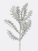 Santolina Tak Grijsgroen Kort 34 cm, Huis en Inrichting, Nieuw