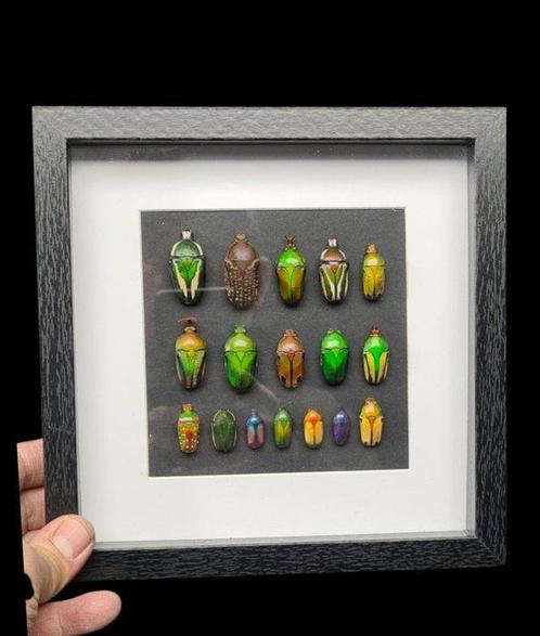 Extraordinary collection of worlds beetles -Cétonidae sp -, Verzamelen, Dierenverzamelingen