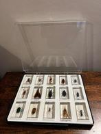 Insectes Carapace - Trypoxylus dichotomus etc.. - 0 cm - 0, Collections, Collections Animaux