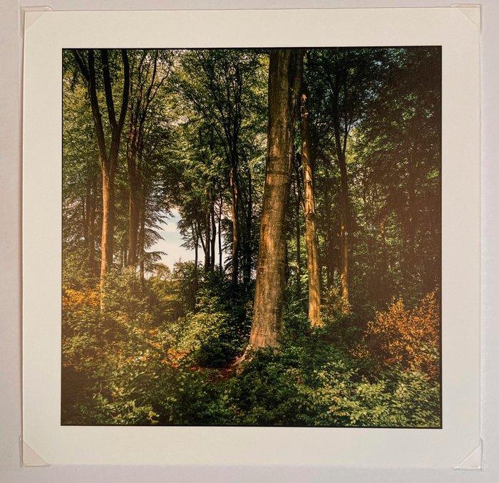 José Nicolas (1956) - Forets normandes, Antiek en Kunst, Kunst | Designobjecten