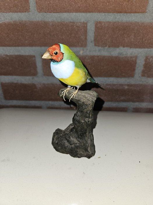 Gould amadine Taxidermie volledige montage - Chloebia, Verzamelen, Dierenverzamelingen