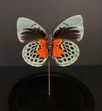 Vlinder Taxidermie volledige montage - Agrias Béatifica