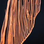 Magnifique Gorgone sur socle en bois et laiton - Support de, Nieuw