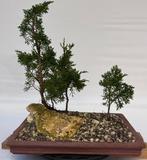 Jeneverbes bonsai (Juniperus) - Hoogte (boom): 42 cm -