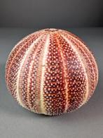 Extra groot zee-egel specimen (Ø~12cm) Zeeschelp -, Nieuw