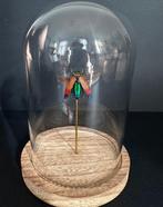 Scarabée Support de corps entier pour taxidermie -