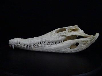 Siamese Crocodile Schedel - Crocodylus siamensis - 0 cm - 0