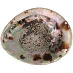 Abalone Schelp XL Nr 29- 267 gram, Huis en Inrichting, Woonaccessoires | Kandelaars en Kaarsen, Verzenden, Nieuw