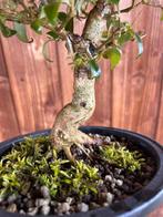 Bonsaï Troène (Ligustrum) - Hauteur (arbre) : 25 cm -