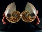 Nautilus en section Support de corps entier pour taxidermie