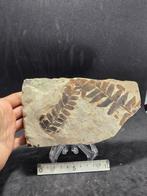 Fossiele plant - Fossiele matrix - Neuropteris ovata &