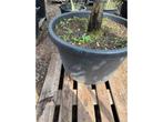 Quercus Ilex Hoogstam - Sierboom, Tuin en Terras, Planten | Bomen