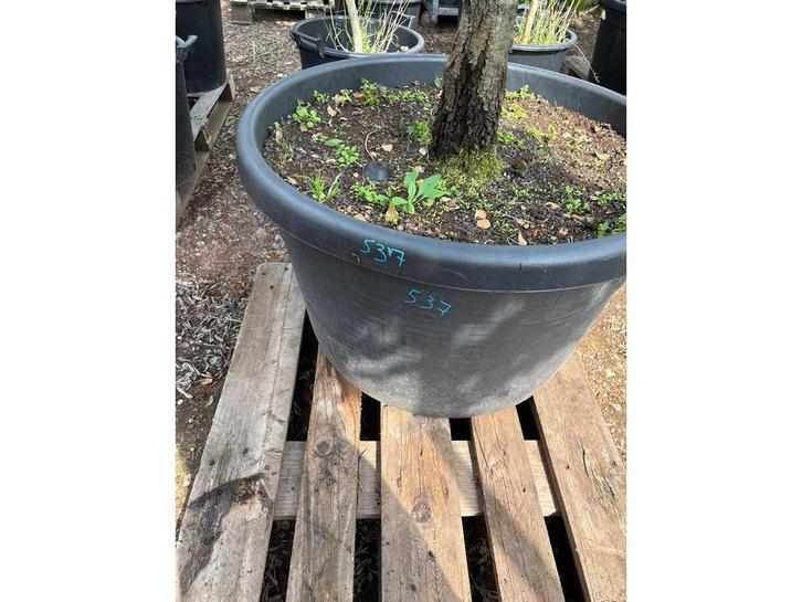 Quercus Ilex Hoogstam - Sierboom, Tuin en Terras, Planten | Bomen