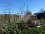 wilgenschutting, ambachtelijk gevlochten vakwerk, Tuin en Terras, Tuinschermen, Nieuw, Hout, 150 tot 200 cm, 150 tot 200 cm