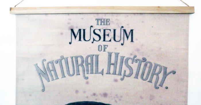 Oliver Finch - Museum of Natural History - Années 1860, Antiek en Kunst, Kunst | Tekeningen en Fotografie