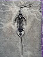 Reptile fossile: Keichousaurus -Trias - Animal fossilisé -