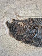 Poisson - Squelette fossile - Diplomystus dentatus - 29 cm -, Collections