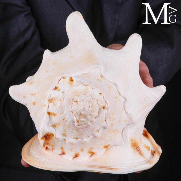 Perfecte natuurlijke elegantie van grote zeeschelpen, Verzamelen, Dierenverzamelingen