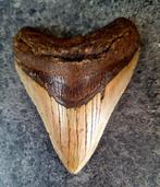 Megalodon - Fossiele tand - 10.6 cm - 8.3 cm, Verzamelen