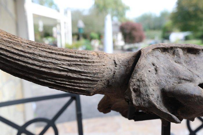 Bizon - Fossiele schedel - Bison Priscus - 33 cm - 105 cm, Collections, Minéraux & Fossiles