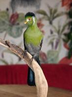 toerako Taxidermie volledige montage - Menelikornis leucotis, Verzamelen, Dierenverzamelingen, Nieuw
