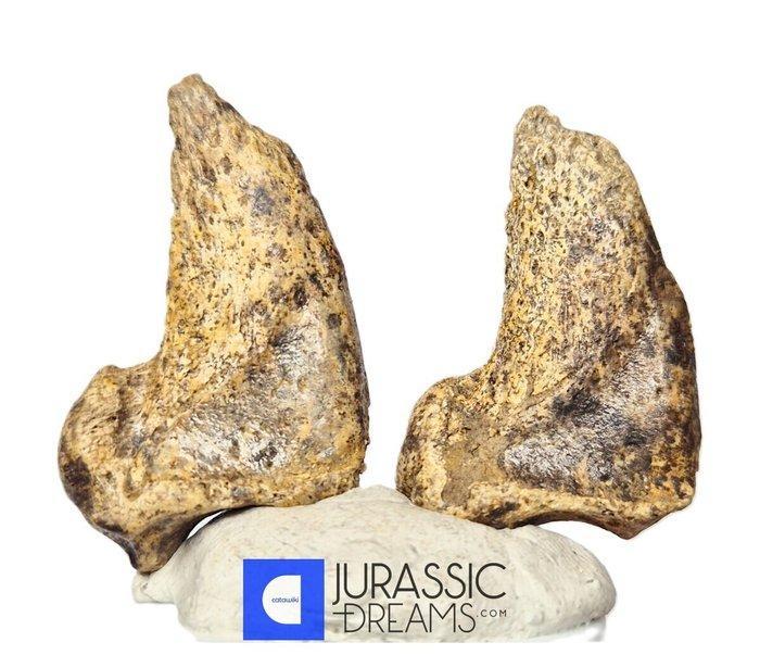 Set van 2 geweldige grote ijs-tijd grottenbeer (Ursus, Collections, Minéraux & Fossiles