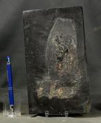 Een zeer zeldzame inktvis met een 3D-bewaarde inktzak. Van