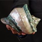 Topkwaliteit - Parelmoer Turban Zeeschelp - Zeeschelp -, Verzamelen, Nieuw