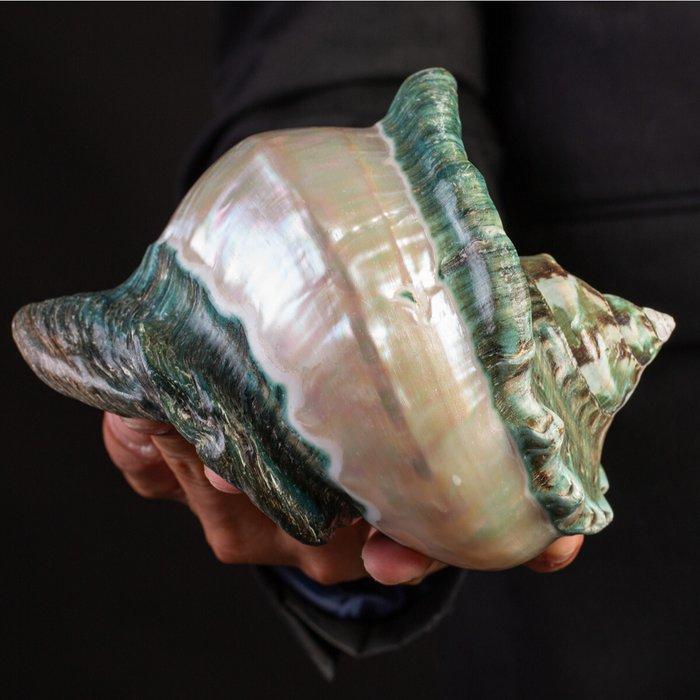 Topkwaliteit - Parelmoer Turban Zeeschelp - Zeeschelp -, Verzamelen, Dierenverzamelingen