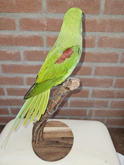 Prachtige grote alexander parkiet Taxidermie volledige, Verzamelen, Dierenverzamelingen