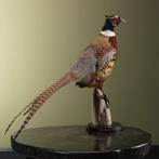 Fazant Taxidermie Opgezette Dieren By Max, Ophalen of Verzenden, Nieuw, Vogel, Opgezet dier