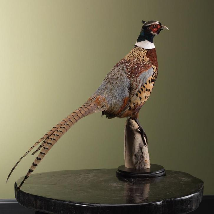 Fazant Taxidermie Opgezette Dieren By Max, Verzamelen, Dierenverzamelingen, Opgezet dier, Nieuw, Vogel, Ophalen of Verzenden