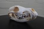 North American Coyote Taxidermie volledige montage - Canis