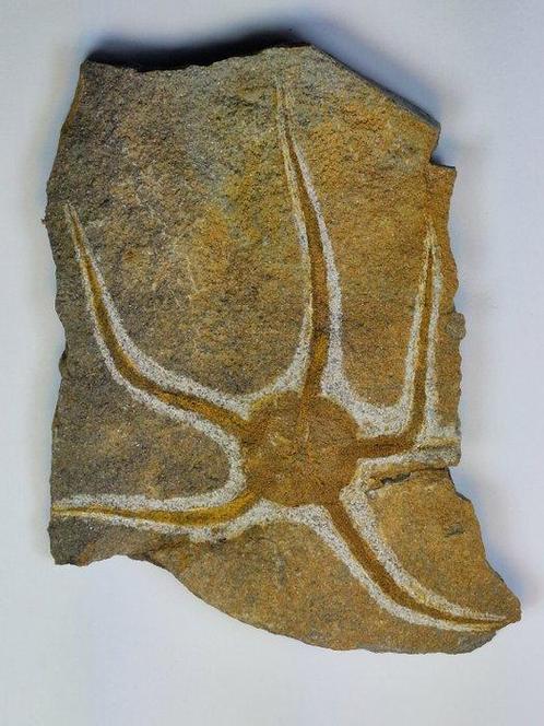Échinodermes - Animal fossilisé - 16 cm  (Sans Prix de, Verzamelen, Mineralen en Fossielen