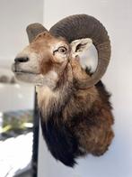 Mouflon Taxidermie volledige montage - Mouflon - 45 cm - 35, Nieuw