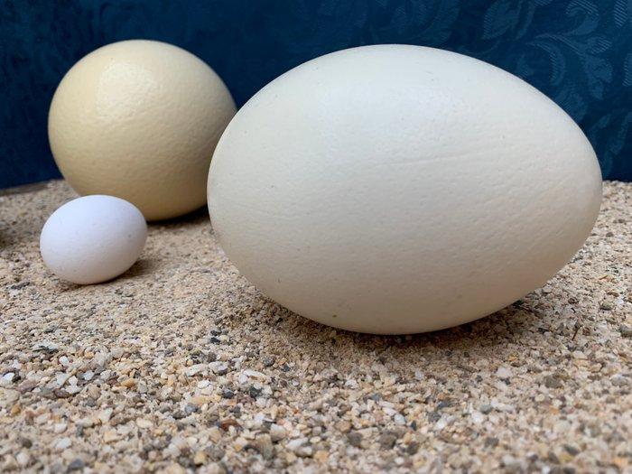 Verzameling van vier grote niet-vliegende vogel eieren –, Antiek en Kunst, Curiosa en Brocante
