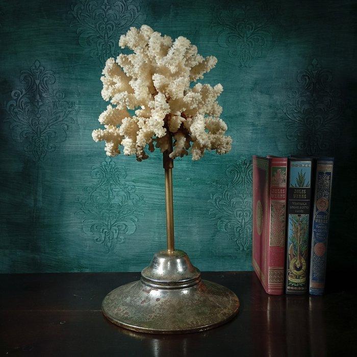 Koraal Koraal - Acropora Florida, Antiquités & Art, Curiosités & Brocante