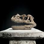 Geen minimumprijs - Een replica van een dinosaurus schedel -