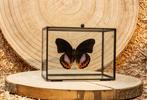 Vlinder Taxidermie volledige montage - Hypolimnas pandarus -