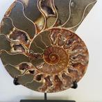 Ammonite taillée et polie exceptionnelle sur un présentoir, Collections