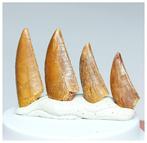 Verzameling van 4 mooiste tanden van de Raptor-dinosaurus, Verzamelen