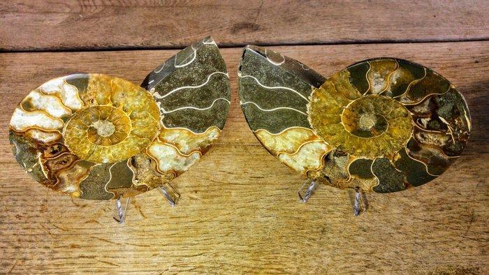 Ammoniet - Gefossiliseerd dier - Aioloceras (Cleoniceras), Verzamelen, Mineralen en Fossielen