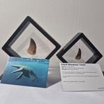 Mosasaurus - Fossiele tand - Tanden in displays - 12 cm - 12