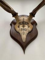 Edelhert Schedel met gewei - Cervus elaphus - 78 cm - 65 cm, Antiek en Kunst