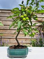 Bonsaï Malus halliana dans une belle coupe à bonsaï. -