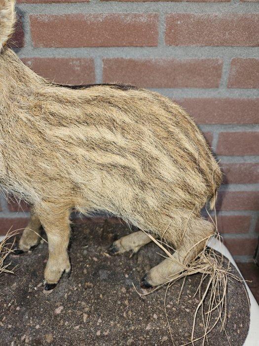 Notenkraker Taxidermie volledige montage - Nucifraga, Verzamelen, Dierenverzamelingen